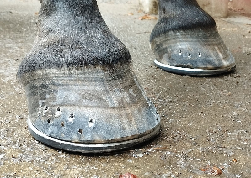 ferrure avec des fers sans pincons